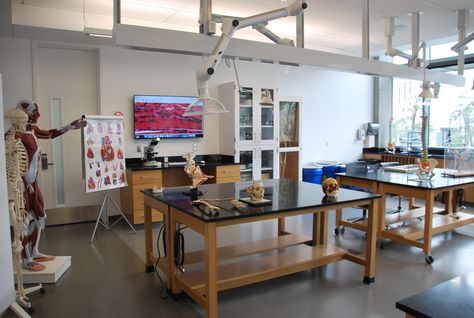 Anatomy and Physiology Lab - Loyola Marymount University Anatomy Lab, Lab Practical Anatomy, Biology Lab, University Laboratory Design, Private School Science Lab, Loyola Marymount University, Pathology Lab, Human Skeleton Anatomy, Anatomy Practice