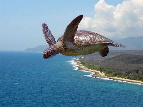 NastyCobra's Dumping Grounds Animals Jumping, Flying Turtle, Slow And Steady, Delta Zeta, Funny Thoughts, Sea Turtles, Sea Turtle, Adorable Animals, Mother Earth