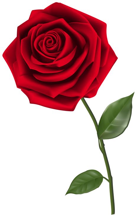 Red Rose Png, Rose Flower Png, शादी की तस्वीरें, Hd Flower Wallpaper, Single Red Rose, Rose Png, Rosé Png, Rose Clipart, Rose Flower Pictures