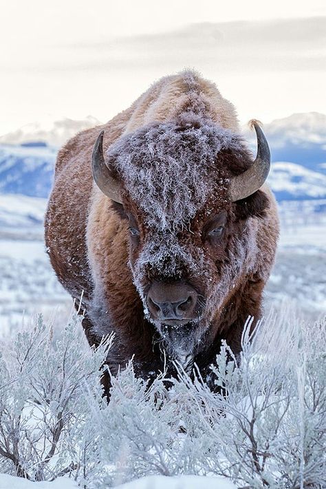 Yellowstone bison Animals Photography, American Bison, Mule Deer, Manx, Majestic Animals, Animal Photos, Amazing Animals, Chinese Zodiac, Animal Planet