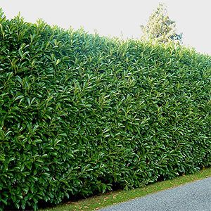 While an impressive fence does provide a welcome sense of privacy, even the nicest ones can have the unfortunate effect of shouting “keep out”. Tall, thick, and Hedges Landscaping, Prunus Laurocerasus, Laurel Hedge, Formal Garden Design, Shrubs For Privacy, Tall Shrubs, Evergreen Hedge, Garden Hedges, Privacy Plants