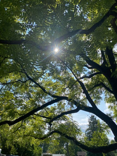 Trees Looking Up, Under A Tree Aesthetic, Jordyn Aesthetic, Laying Under A Tree, Painted Skies, Trees Aesthetic, Tree Aesthetic, Tuck Everlasting, Under A Tree