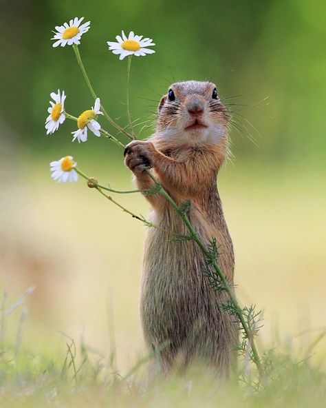 An Austrian Photographer Captures Uproarious Moments From Wild Animals’ Lives Like No One Else Can Hamsters, Comedy Wildlife Photography, Happy Fox, Photo Animaliere, Ground Squirrel, Wildlife Pictures, Red Squirrel, Wildlife Photos, Cute Little Things