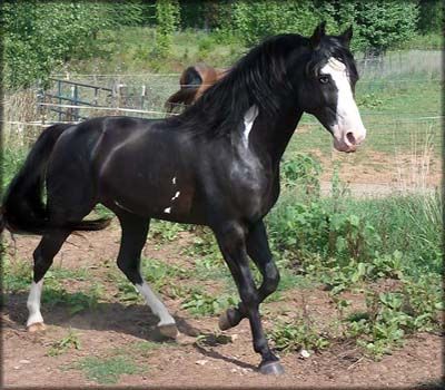 A TRACE OF MOONLIGHT Gaited Horses, Tennessee Walker, Stunning Horses, Horse Breeding, Tennessee Walking Horse, Puerto Rico History, Horse Coats, Pinto Horse, Walking Horse