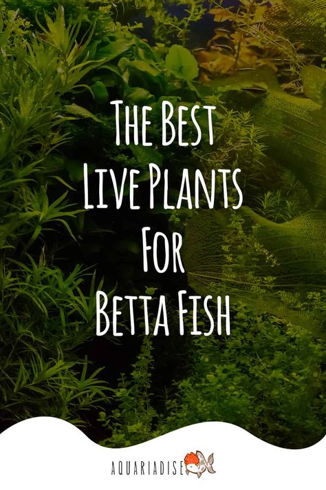 Best Live Plants For Beta Fish, 2 Gallon Betta Fish Tank Ideas, Fluval Betta Tank, Betta Fish Sorority Tank Ideas, Betta Fish Tank With Live Plants, Betta Fish With Live Plants, Beta Fish Bowl Ideas Plants, Beta Fish Plant Bowl, Best Plants For Betta Tank