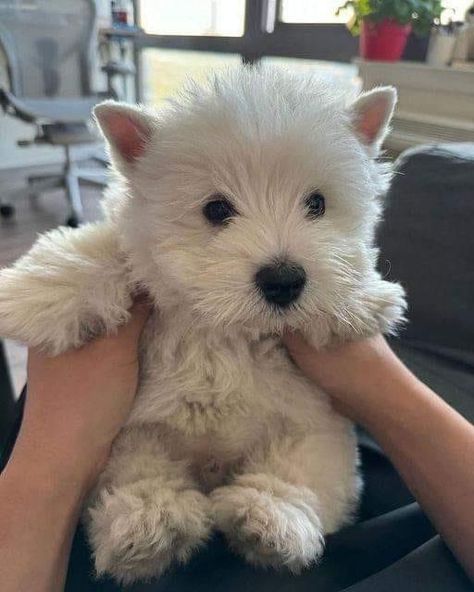 Follow @i.just.love.westies ❤️ for more Today is my birthday hope I get some love here 💕 Tag a friend who need to see this adorable puppy in a comment below👇 ➖➖➖➖➖➖➖➖➖➖➖➖ Credit : @unknown **Credit goes to the respective owner.** 📷 | DM for perfect Credit or remove ! #westieoftheday #westie #whwt #westitude #westielovers #westielover #westiegram #westiepuppy #westieofinstagram #westiedog #westiesofinstagram #westiesofig #westiemoments #westielife #westietude #westielove #westhighlandwhitet... White Terrier Puppy, Westies Puppies, Funny Westies, Westie Puppies For Sale, Westie Puppies, Westie Dogs, Very Cute Dogs, Adorable Puppy, Today Is My Birthday