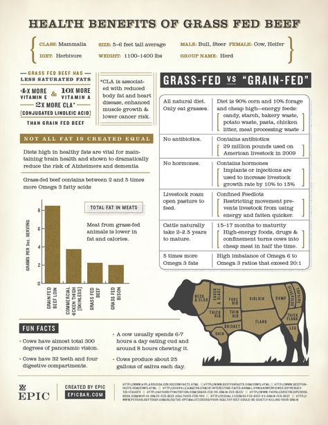 Health Benefits of Grass Fed Beef Grass Fed Beef Benefits, Beef Farming, Female Cow, Raising Cattle, Grass Fed Meat, Mini Cows, Farm Layout, Farm Business, Agriculture Education