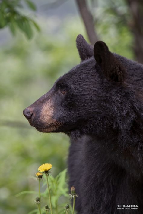 Bear Side View, Bear Profile, Black Bear Hunting, Head Profile, Bear Sketch, American Black Bear, Bear Artwork, Bear Hunting, Bear Tattoos