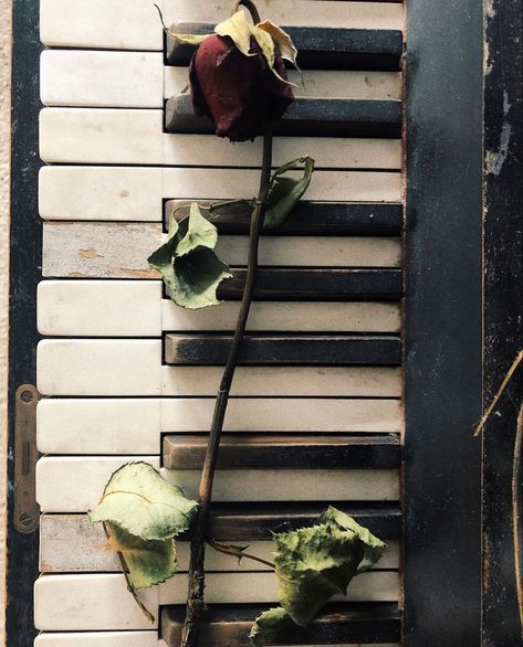 Aesthetic rose dead black piano old beautful art 40s Music Aesthetic, Black Piano Aesthetic, Piano Old Aesthetic, Piano With Flowers, Old Piano Aesthetic, Old Piano, Black Rose Aesthetic, Dead Rose, Piano Aesthetic