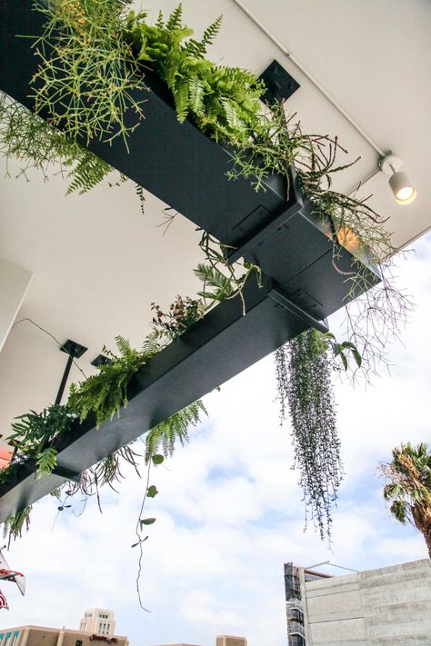 Ferns and other foliage plants spill over the sides of this hanging planter, which lines the edge of Bracero Cocina de Raiz, a Mexican restaurant in San Diego. Industrial Planter, Garden Exterior, Plants Hanging, Plant Pot Design, Vertical Gardens, Hanging Garden, Diy Planters, Foliage Plants, Balcony Garden