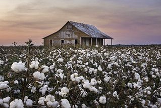 Nature, Cotton Field Photography, Cotton Picking, Cotton Farm, Cotton Bolls, Cotton Painting, Field Paint, Southern Art, Cotton Art