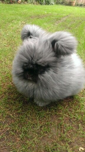 [Black English Angora Rabbit] * * RABBIT WISDOM: "Peoples thinks dat love be an emotion. Love be good sense." [Ken Kesey Angora Rabbit Drawing, Angora Rabbit Housing, French Angora Rabbit, English Angora Rabbit, Angora Bunny, English Angora, Ken Kesey, Rabbit Rabbit, Angora Rabbit