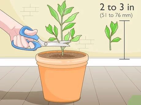 How to Promote Root Growth: 12 Steps (with Pictures) - wikiHow Pioneer Wagon, Cleaning Slime, Diy Whiskey, Moonshine Whiskey, Slate Floors, Tomato Pruning, Homemade Detergent, Top Questions, Bird Whistle