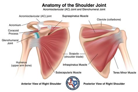 The shoulder is a ball-and-socket joint, which allows for a wide range of movement. Description from osmifw.com. I searched for this on bing.com/images Torn Rotator Cuff Symptoms, Supraspinatus Muscle, Infraspinatus Muscle, Muscle Diagram, Shoulder Anatomy, Rotator Cuff Exercises, Shoulder Pain Exercises, K Tape, Shoulder Problem