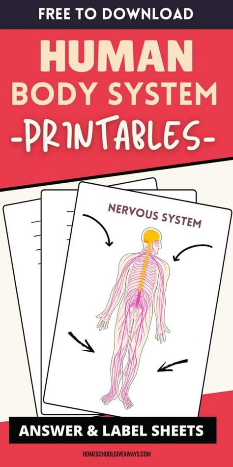 If you are learning about the human body in your homeschool, then these free human anatomy worksheets and printables will be a great supplement to your Human Body Systems Projects Middle School, Human Anatomy Flashcards, Free Anatomy And Physiology Study Printables, Human Body Systems Projects High School, Human Anatomy Worksheets, Biology Homeschool, Homeschool Anatomy, Homeschool Workbooks, Anatomy Worksheets