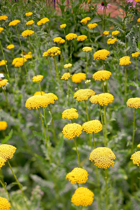 Yarrow Socal Garden, Tall Perennial Flowers, Planting In Clay, Southern Gardens, Prairie Flowers, Garden Escape, Prairie Planting, Cottage Flowers, Sacred Garden