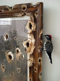 Valerie Hegarty (*1967), "First Harvest in the Wilderness with Woodpecker" (2011) (detail) - who wouldn't wince seeing this ill-used piece of art? what an awesome idea! Taxidermy Decor, Taxidermy Art, The Wilderness, A Frame, Taxidermy, Artsy Fartsy, Assemblage, Animal Art, Art Inspo