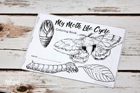 Butterfly Life Cycle Worksheet, Lifecycle Of A Butterfly Free Printable, Butterfly Life Cycle Coloring Page, Moth Life Cycle, Moth Coloring Page, Moth Cocoon, Peppered Moth, Cycle For Kids, Life Cycle Craft