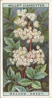 Meadow Plants, Meadow Sweet, Green Meadow, Queen Of The Meadow Flower, Meadow Sweet Plant, Alpine Meadow, Old Cards, Garden Journal, Ad Art