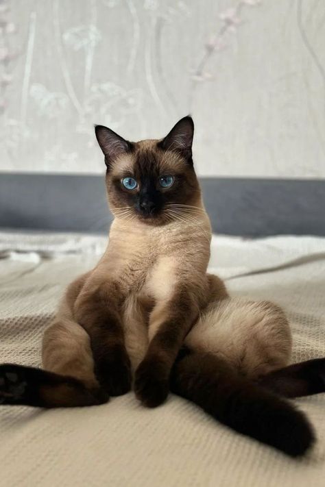 siamese cat Siamese Cats Funny, Siamese Cats Facts, Cat Breeds Siamese, Cats Facts, Cats Art Drawing, Cat Call, Cat Info, Siamese Kittens, Gorgeous Cats