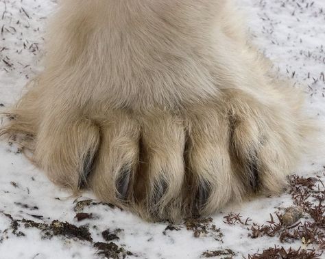 Polar Bear Paws, Polar Bear Paw, Bear Paw, Art Winter, Bear Paws, Polar Bear, Bears, Throw Blanket, Art