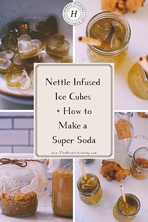 Nettle Infused Ice Cubes + How to Make a Super Soda | Herbal Academy | Just a few ingredients is all you need to enjoy a refreshing drink without the unwanted additives. You can make your very own super soda! Infused Ice Cubes, Botanical Kitchen, Herbal Academy, Bug Juice, Liquid Food, Healing Tea, Soda Recipe, Herbal Drinks, Herbal Recipes