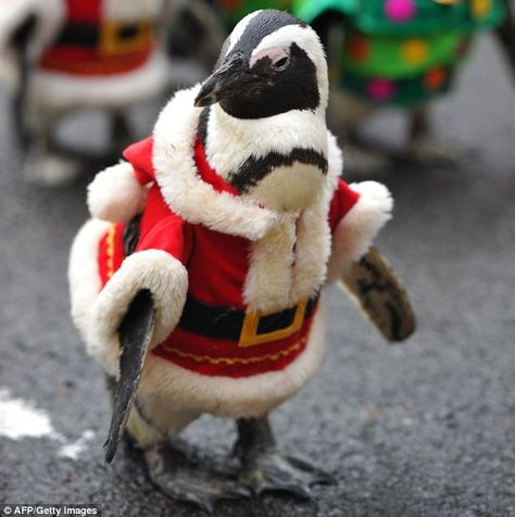 Christmas countdown: Everland's penguin parade is to greet guests every day until the end of the year All About Penguins, Christmas Tree Costume, Penguin Parade, Penguin Love, Santa Costume, Animal Costumes, Christmas Penguin, Cute Penguins, Christmas Animals