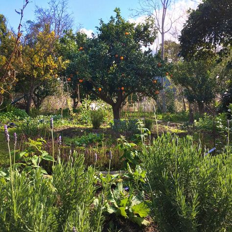 Food Forest Garden, Permaculture Gardening, Permaculture Design, Edible Landscaping, Food Forest, Backyard Farming, Forest Garden, Vegetable Garden Design, Food Garden