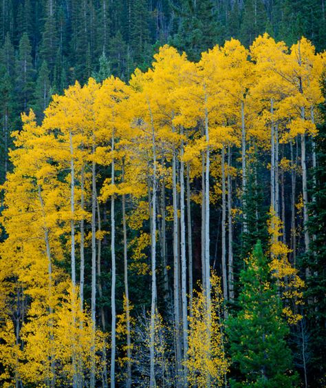 Yellow birch. 자작나무 그림, Trees Aesthetic, Image Nature, Aspen Trees, Autumn Scenes, Autumn Scenery, Nature Tree, Tree Forest, Mellow Yellow