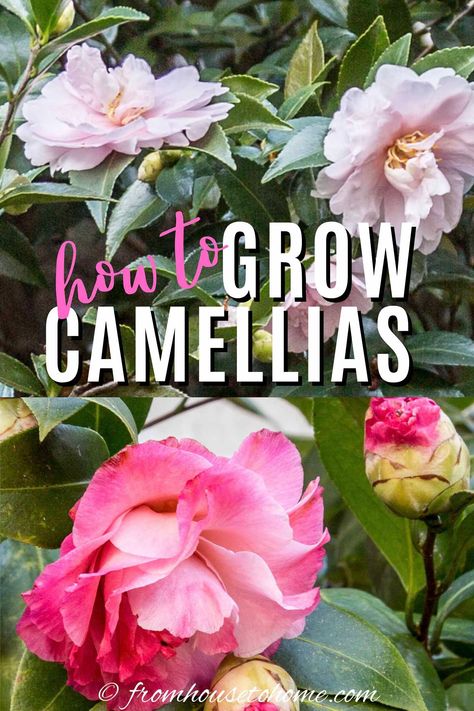 Find out everything you need to know about Camellia care so that you can plant, grow and prune beautiful Camellias in your garden. #fromhousetohome #gardening  #shadelovingshrubs #shadeplants #perennialgarden #landscaping Yuletide Camellia, Camellia Tree, Shade Loving Shrubs, Camellia Plant, Plants Under Trees, House To Home, Garden Remedies, Grow Gorgeous, Perennial Shrubs