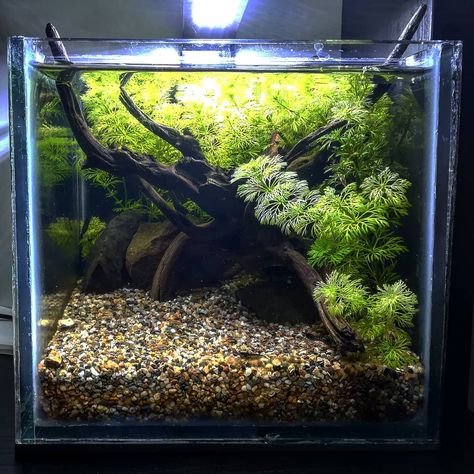 6 Gallon Fish Tank, Betta Fish Setup, Fish Tank Designs, Betta Fish Planted Tank, Cube Fish Tank Ideas, Guppy Tank Setup, Natural Betta Fish Tank, Betta Planted Tank, Betta Tank Ideas Aquascaping