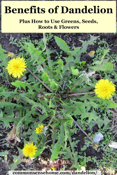 Dandelion Flower Uses, How To Use Dandelion Flowers, Foraging Australia, Dandelion Foraging, Herbs Magic, Dandelion Uses, Benefits Of Dandelion, Dandelion Benefits, Dandelion Plant