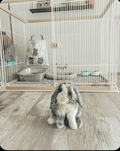 Rabbit Cage Setup, Indoor Bunny House, Diy Bunny Cage, Indoor Rabbit House, Diy Rabbit Cage, Indoor Rabbit Cage, Rabbit Enclosure, Rabbit Habitat, Pet Rabbit Care