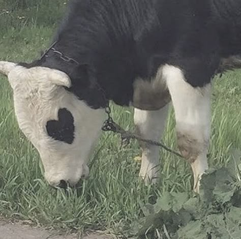 Fluffy Cows, Cute Cows, Discord Server, Ideas Style, On The Side, The Road, Cow, Instagram Profile, Cute Animals