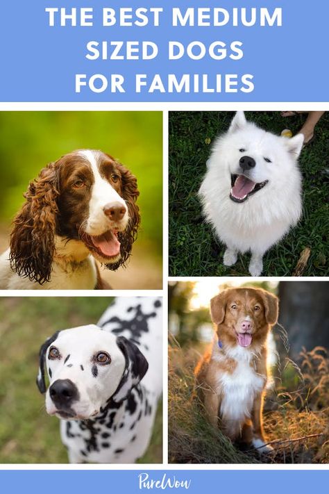 Dogs Medium Size, Medium Large Dog Breeds, Protective Family Dogs, Cute Medium Sized Dogs, Prettiest Dog Breeds, Medium Breed Dogs, Short Haired Dogs Breeds, Old Money Dog Breeds, Best Family Dogs That Dont Shed