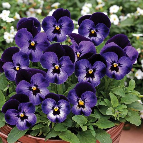 Viola Flowers, Johnny Jump Up, Viola Flower, Biennial Plants, Violet Flowers, Green Things, Pansies Flowers, Favorite Flowers, Perennial Garden