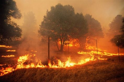 Knowledge is your best defense against a wildfire—and this information could save your life. The post What Is a Wildfire, and How Do You Prepare for One? appeared first on Reader's Digest. Disaster Plan, California Wildfires, Perfect Storm, Forest Service, Forest Fire, Macedonia, Beautiful Tree, National Forest, Washington State