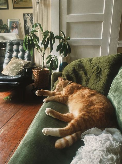 Cozy Person Aesthetic, Home Cosy Aesthetic, Indoor Cat Aesthetic, Adopting A Cat Aesthetic, Cat In House Aesthetic, Cat Cozy Aesthetic, Cat At Home Aesthetic, Cat Aesthetic Home, Aesthetic Room With Cat