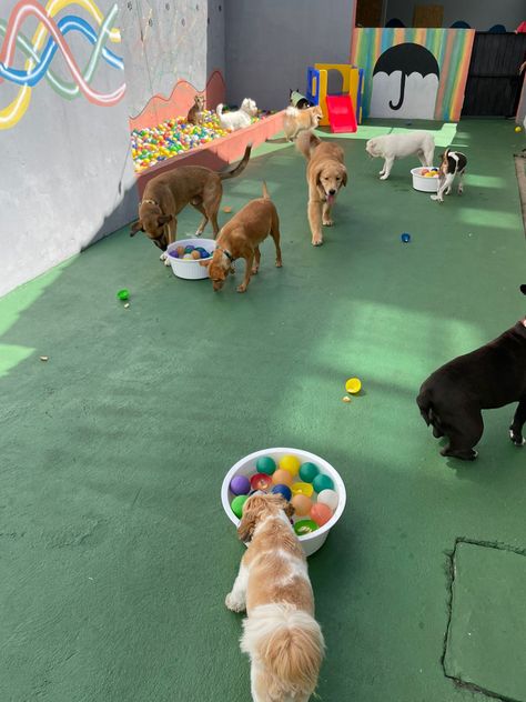 Doggy Daycare Aesthetic, Worker Aesthetic, Dog Gym, Hotel Pet, Pet Daycare, Hotel Worker, Doggie Daycare, Doggy Daycare, Dog Playground