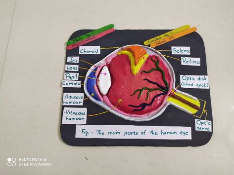 Human Eye Model Project, Human Eye Diagram, Eye Diagram, Parts Of An Eye, Anatomy Of Human, Eye Project, Science Model, Eye Function, Eye Model