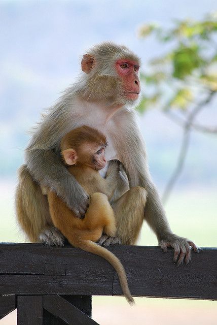 Monkeys Cute, Cute Animal Character, Mother And Baby Animals, Baby Monkeys, Pet Illustration, Animal Character, Illustration Cute, Pet Monkey, Monkeys Funny