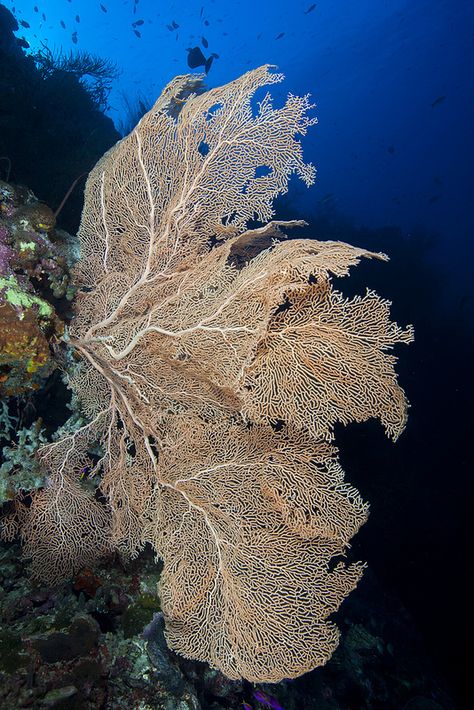 Coral Fan Nature Kingdom, Underwater Garden, Deep Sea Life, Marine Invertebrates, Ocean Projects, Underwater Plants, Fan Coral, Aquatic Garden, Marine Plants