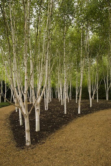 Silver birch - Betula jacquemontii | Flickr - Photo Sharing! Birch Trees Garden, Betula Utilis, Birch Trees Landscaping, Silver Birch, Birch Trees, Woodland Garden, Garden Landscape Design, Deciduous Trees, Garden Trees