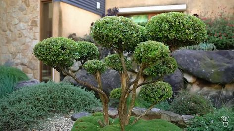 Cloud Pruning, Pruning Shrubs, Gardening Australia, Diy Clouds, Topiary Garden, Garden Spaces, Garden Paths, Simple Shapes, Art Of Living