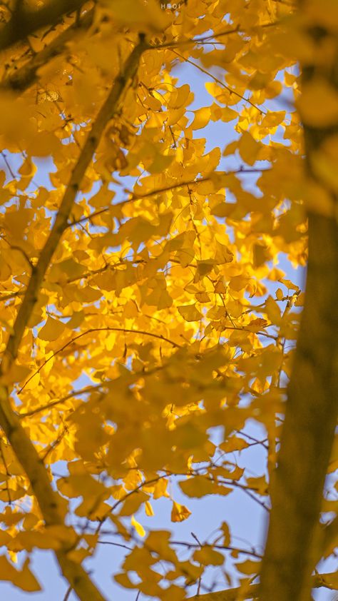 Aesthetic Scenery, Japanese Nature, Ginkgo Tree, Gingko Leaves, Ginkgo Leaves, Autumn Leaves Photography, Ginkgo Leaf, Yellow Aesthetic, Yellow Leaves