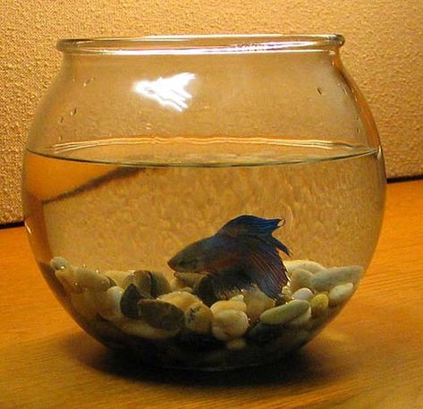 This bowl is too small for a betta fish to thrive. Unique Fish Bowls, Betta Fish Bowl, Glass Fish Bowl, Fish Bowls, Goldfish Bowl, Betta Tank, Fishing Pictures, Fish Supplies, Cute Fish