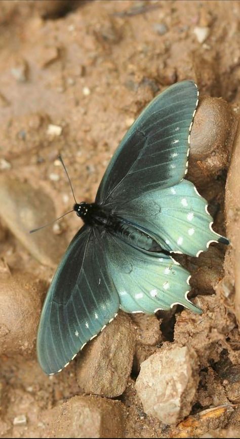 Cool Moths, Moth Pictures, Unique Butterflies, Blue Green Butterfly, Wild Butterfly, Butterfly Colors, Weird Insects, Cool Insects, Moth Wings