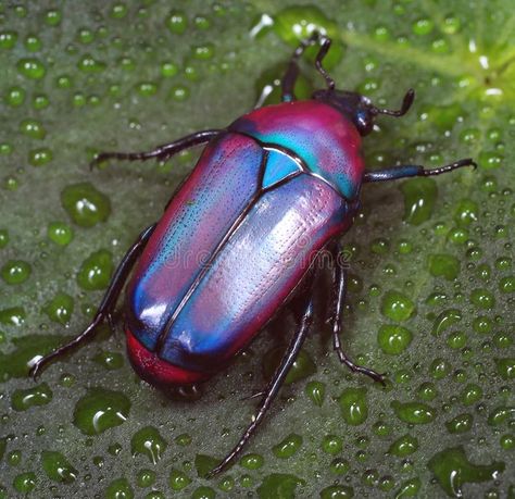 Colorful African fruit/flower Beetle also called Purple Jewel Beetle from Tanzan , #SPONSORED, #flower, #Beetle, #fruit, #Colorful, #African #ad Flower Beetle, Wings Inspiration, Jewel Beetle, Beetle Art, Insect Photography, Purple Animals, Viking Helmet, Cool Bugs, Color Vibe