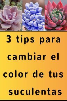 3 tips para cambiar el color de tus suculentas Front Gardens, Decoracion Suculentas Ideas, Terrarios Suculentas Ideas, Suculentas Ideas, Mini Cactus Garden, Succulent Garden Landscape, Orchard Garden, Front Yards, Aesthetic Garden