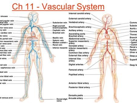 Arteries And Veins Anatomy Notes, Veins And Arteries Diagram, Arteries And Veins Anatomy, Blood Vessels Anatomy, Human Anatomy Chart, Human Body Diagram, Anatomy Notes, Internal Carotid Artery, Abdominal Aorta